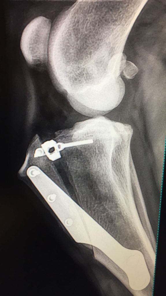 Revisión de mascota