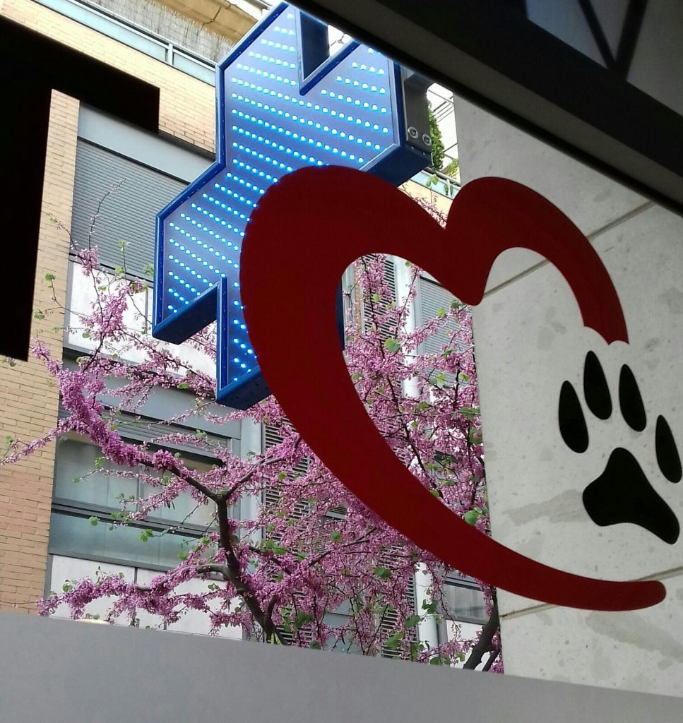 Protocolos de vacunación WSAVA