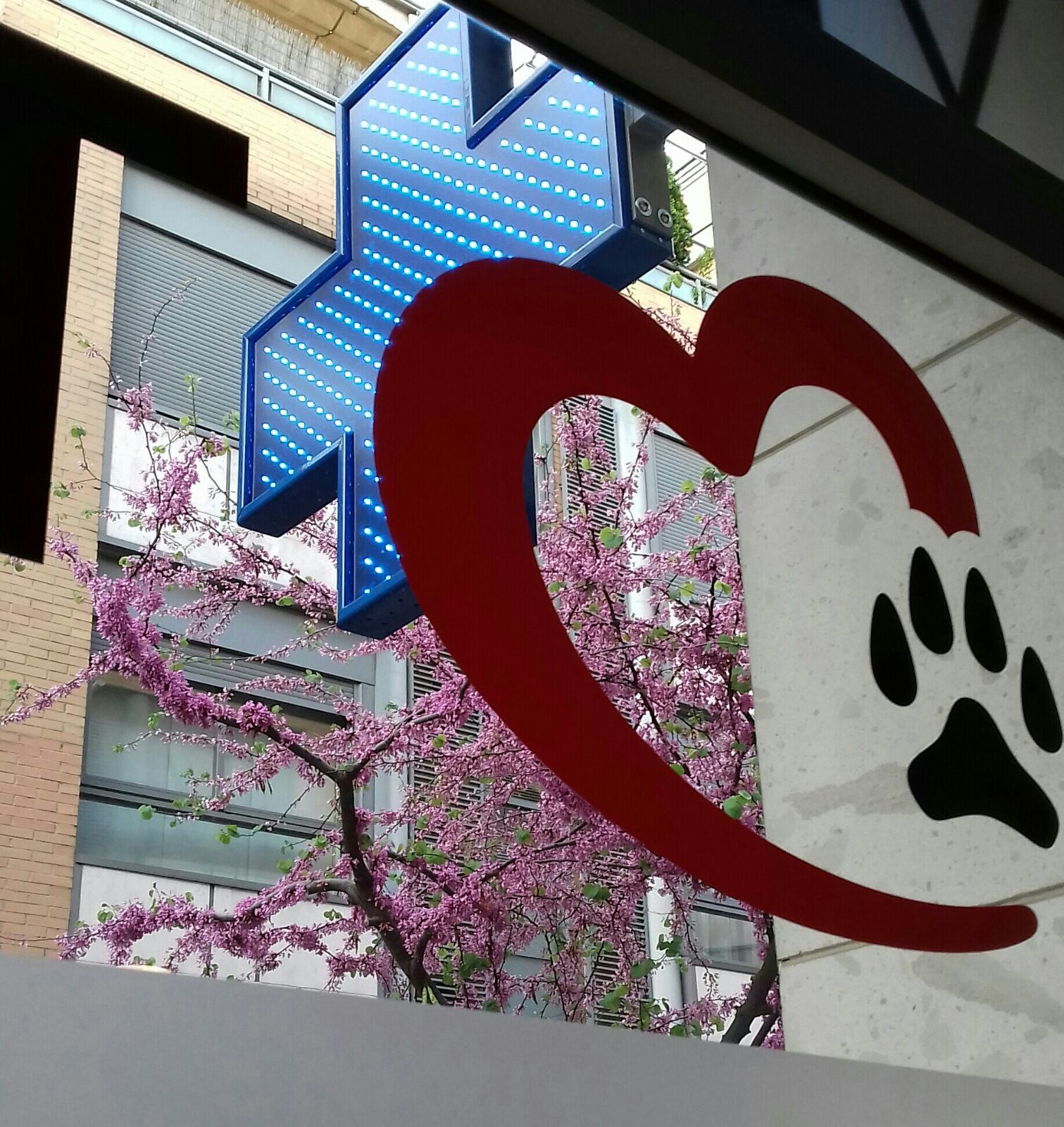 Protocolos de vacunación WSAVA