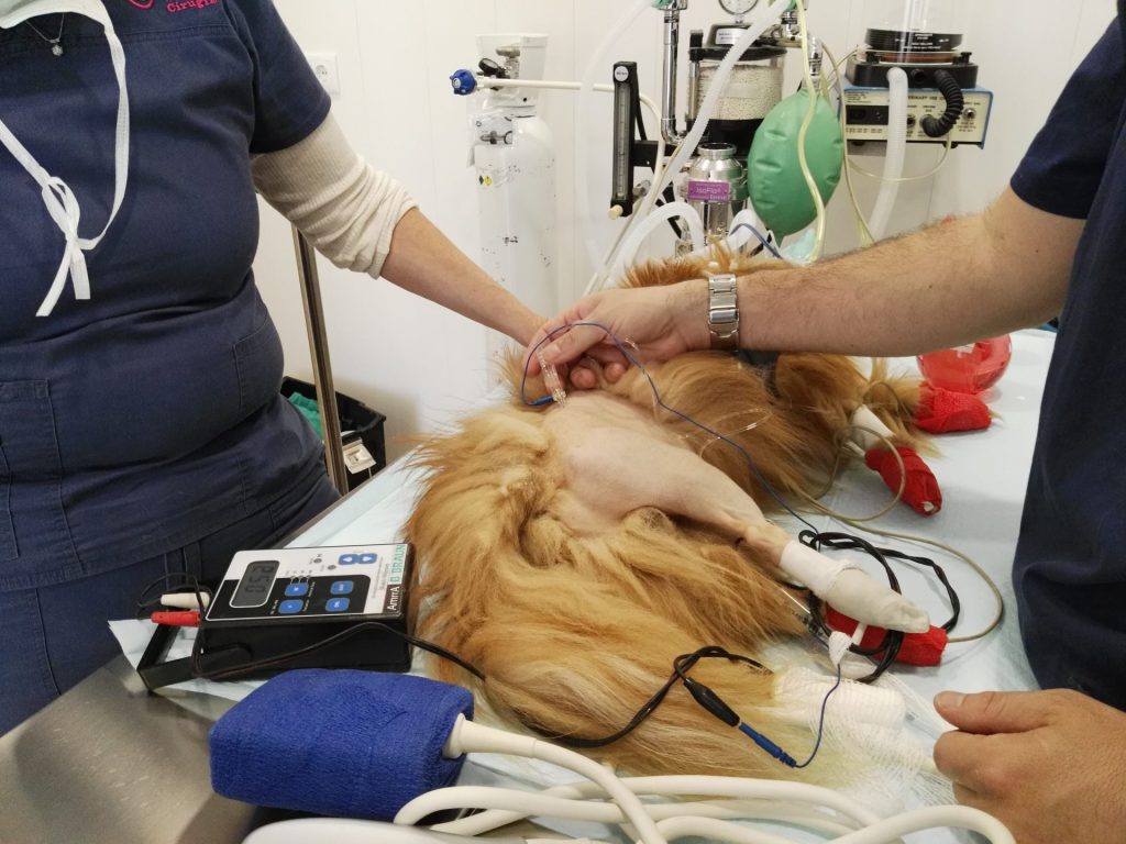 Veterinario en Tetuán, Madrid