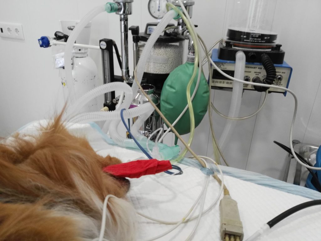 Cirugía veterinaria