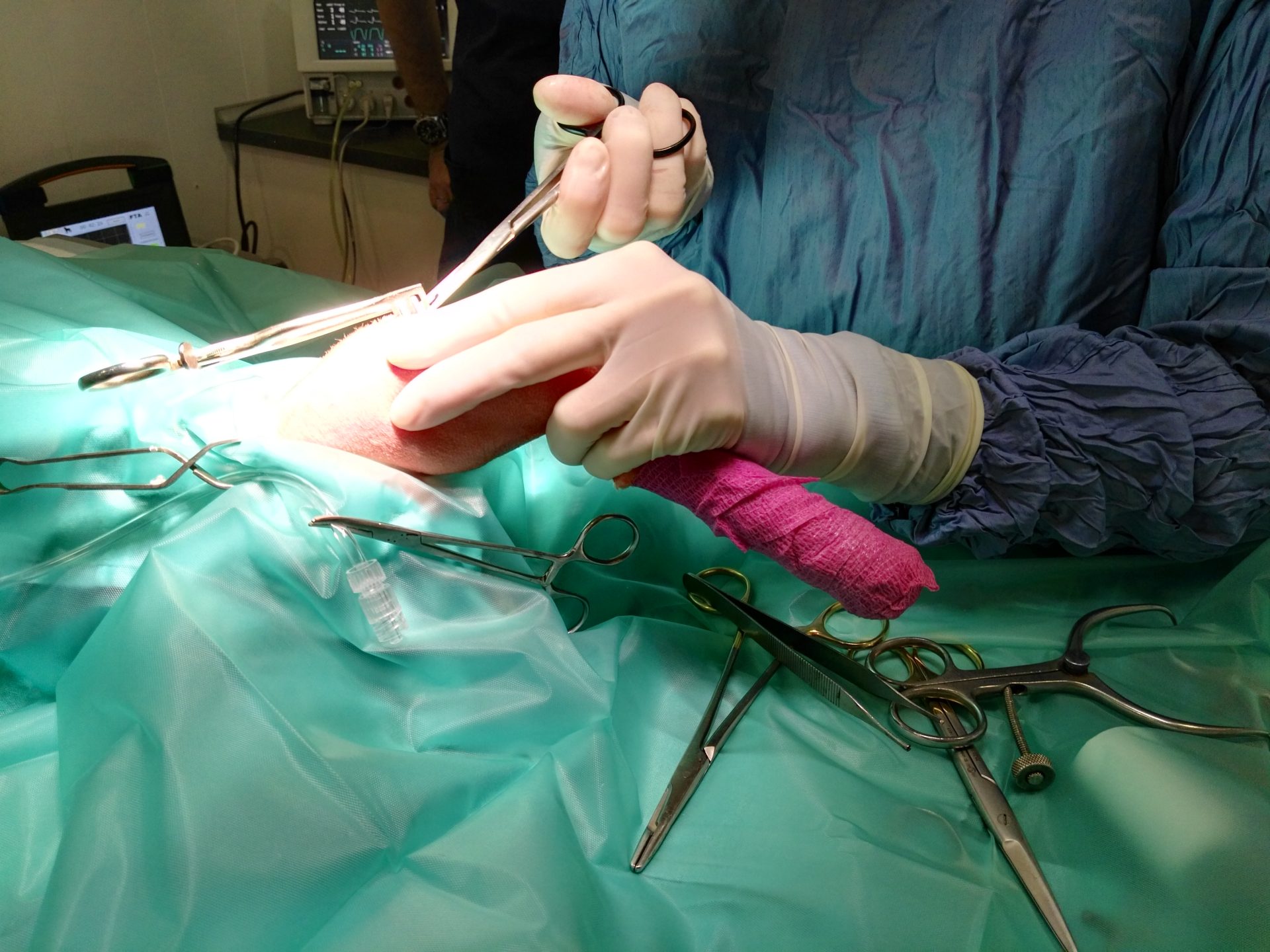 Cirugía veterinaria